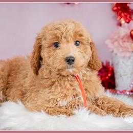 Blizzard - Red  male Goldendoodle puppy in Connersville, Indiana from Deaz Doodle Ranch