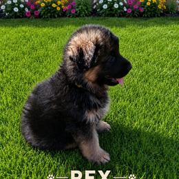 Rex - Black and red male German Shepherd puppy in Lake Ann, Michigan from Furman German Shepherds