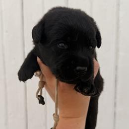 White - Black male Labrador Retriever puppy in At Henry, Ohio from Hickory Creek Labs