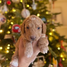 Miss Purple - Apricot female Goldendoodle puppy in Athens, Georgia from Moore Goldendoodles