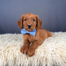 Bud - Red male Companion Cross puppy in Utah County, Utah from Big Hearted Breeders