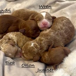 Shihpoo puppies from Riyem Wildflower Farms
