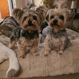 Yorkshire Terrier Puppies from YORKIE BY THE LAKE