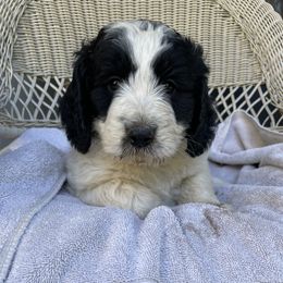 Panda 5 weeks old - Black and white male Bernedoodle puppy in Portland, Oregon from NW Doodles