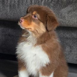 Girl 1 - Red tri-color female Australian Shepherd puppy in Silsbee, Texas from Work 'n' Ranch Aussies LLC