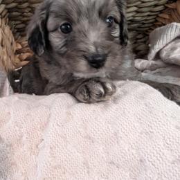 Aussiedoodle Puppies from The Cuddly Dood Ranch