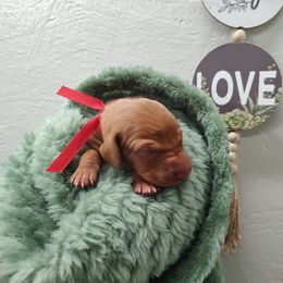 Mr Red - Golden rust male Vizsla puppy in Lexington, Kentucky from Summit Vizsla (we can deliver to you)