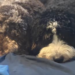 Bernedoodles from Southern Magnolia Bernedoodles