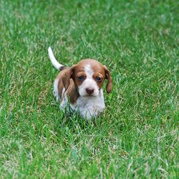 AKC Diego - Red male Dachshund puppy in Billings, Missouri from Bundles of Joy