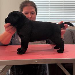 Pink girl - Black female Labrador Retriever puppy in Menifee, California from The Golden Leash Kennels