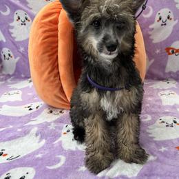 Pudge x Sunday Male 2 - Black white and tan male Chinese Crested puppy in Ocala, Florida from Jumping Jacks Russells