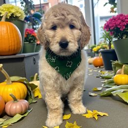 Otis - Cream male Goldendoodle puppy in Prosperity, Pennsylvania from Stelladoodles & Company