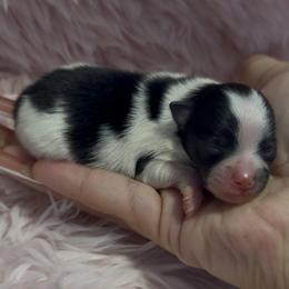 Romeo - Black parti male Pomeranian puppy in Wagoner, Oklahoma from Cascade Pomeranians