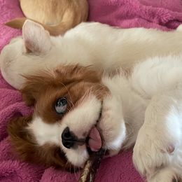 Cavalier King Charles Spaniels from Pam's Pups