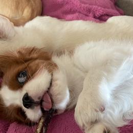 Cavalier King Charles Spaniels from Pam's Pups