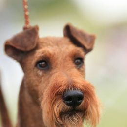Irish Terriers from Terri VandeZande's Irish Terriers