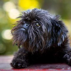 Nena - Brussels Griffon