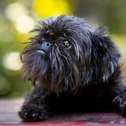 Nena - Brussels Griffon