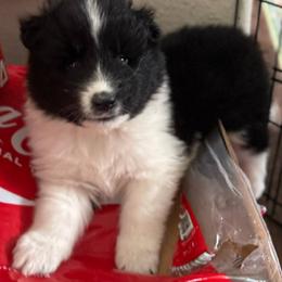 Collies and Companion Crosses from Dreamdale Companions