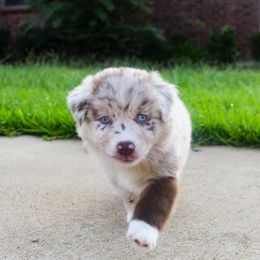 Australian Shepherd Puppies from Forte Australian Shepherds & Co.