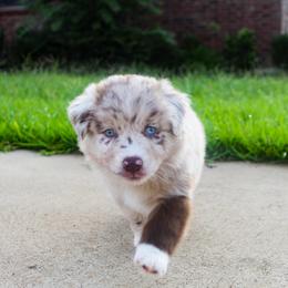 Australian Shepherd Puppies from Forte Australian Shepherds & Co.