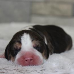 Edison - Black tan and white male Beagle puppy in Morrill, Kansas from Kelle Beagles