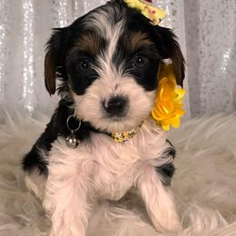 Opal - Parti female Yorkshire Terrier puppy in Denver, Colorado from Melrey's paws