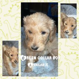 Goldendoodle Puppies from High Standards Az