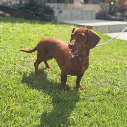 Venus - Dachshund