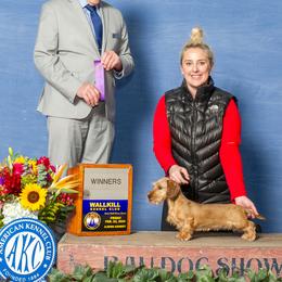 Belgian Malinois, Dachshund, and Dutch Shepherd Puppies from Paws Laws k9