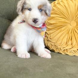 Aussiedoodle, Bernedoodle, and Sheepadoodle Puppies from DeAnna’s Doodles