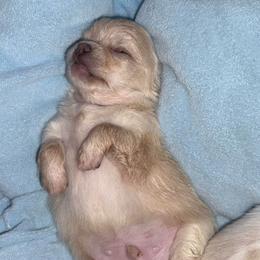Cream boy 5,100 - Cream male Chihuahua puppy in Summerfield, Florida from Uey’s Chihuahuas