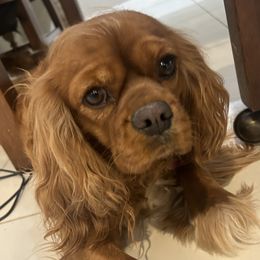 Minka - Cavalier King Charles Spaniel