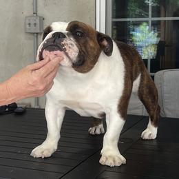 Hollywood - Bulldog