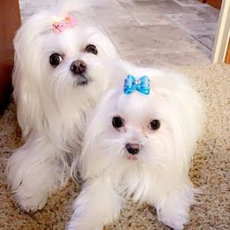 Maltese from Maltese Babies in Louisiana