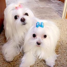 Maltese from Maltese Babies in Louisiana