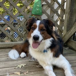 Copper - English Shepherd