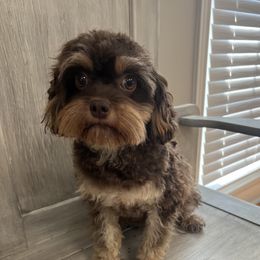 Diva - Cavapoo