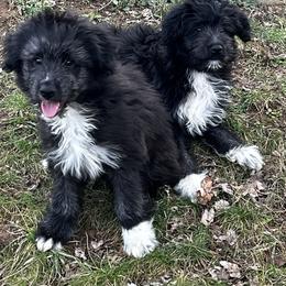 Aengus de La Rive - Black male Pyrenean Shepherd puppy in Ripley, Ohio from La Rive Pyr Sheps LLC