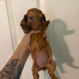 Calla - Red female Dachshund puppy in Conroe, Texas from Dots Dachshunds