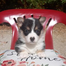 Pembroke Welsh Corgi Puppies from Beth's Pawsitivley Corgis