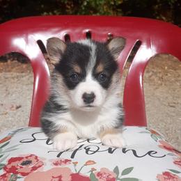 Pembroke Welsh Corgi Puppies from Beth's Pawsitivley Corgis