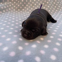 Labrador Retriever Puppies from Amore Labrador Retrievers