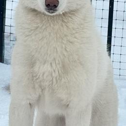 Egypt - White female Siberian Husky puppy in Mechanicsville, Virginia from Shinko Siberians