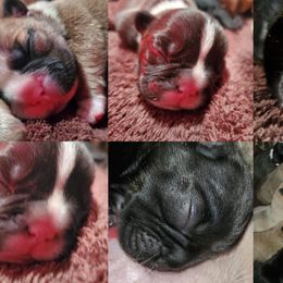French Bulldog Puppies from Romeo & Juliet Frenchies