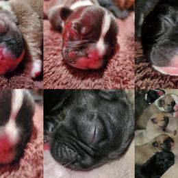 French Bulldog Puppies from Romeo & Juliet Frenchies