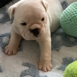 Boy1 - White male Bulldog puppy in Tierra Verde, Florida from Destiny Kennel
