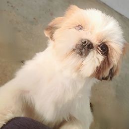 Durazno - Shih Tzu