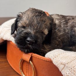 Pepper Salt Male 4 - Pepper and salt male Giant Schnauzer puppy in St George, Utah from Schnauzer Ranch