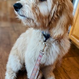 Goldendoodle Puppies from Dakota Sky's Goldens